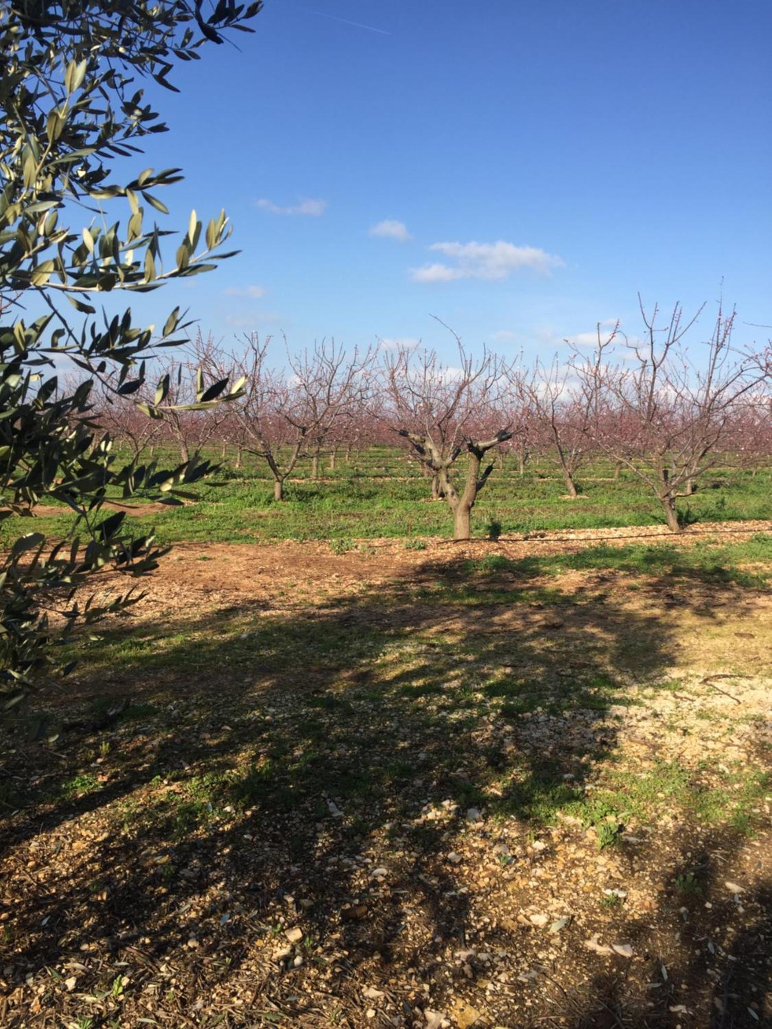 Masseria Gravelle Turi Luaran gambar